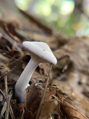 Leucopaxillus