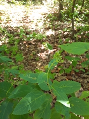 Scrophularia marilandica
