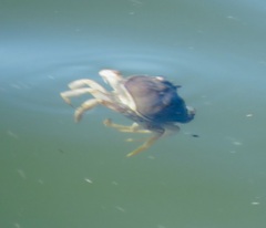 Metacarcinus magister