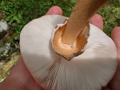 Amanita amerirubescens