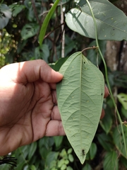 Passiflora auriculata