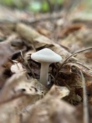 Leucopaxillus