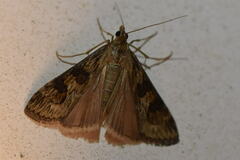 Nomophila nearctica