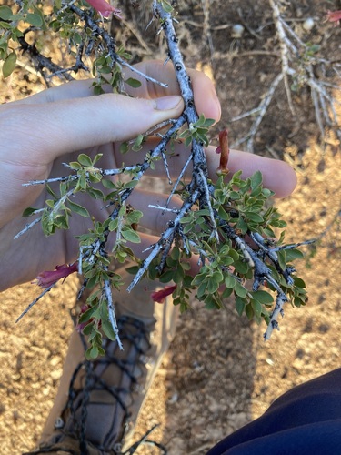 Image of Spotted Emu Bush (Eremophila maculata) by (c) Thomas Mesaglio, some rights reserved (CC BY)