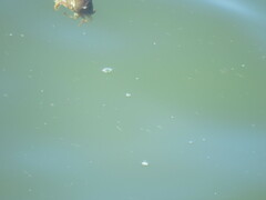 Metacarcinus magister