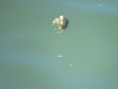 Metacarcinus magister