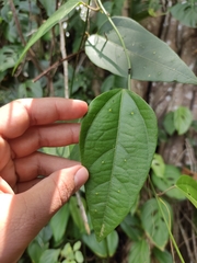 Passiflora auriculata