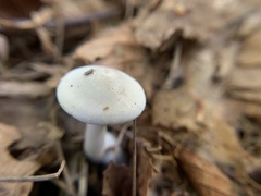 Leucopaxillus