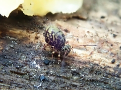 Ptenothrix