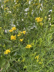 Euthamia occidentalis