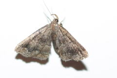 Phalaenostola larentioides