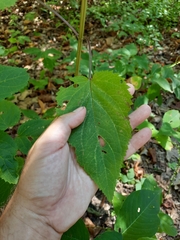 Scrophularia marilandica
