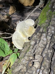 Trametes elegans