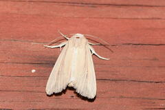 Mythimna oxygala