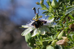 Xylocopa augusti