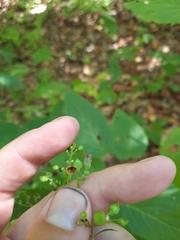 Scrophularia marilandica