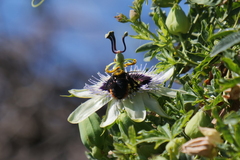 Xylocopa augusti
