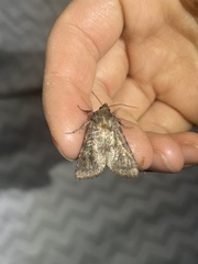 Lacinipolia meditata