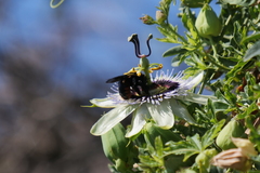 Xylocopa augusti