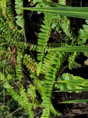 Nephrolepis cordifolia