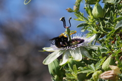 Xylocopa augusti