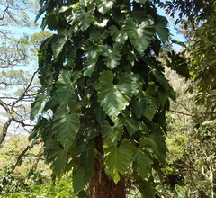 Aroideae