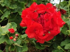 Pelargonium × hybridum