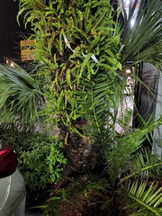 Nephrolepis cordifolia