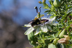 Xylocopa augusti