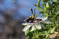 Xylocopa augusti