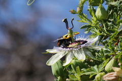 Xylocopa augusti