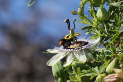 Xylocopa augusti