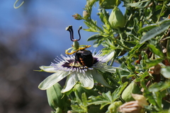 Xylocopa augusti