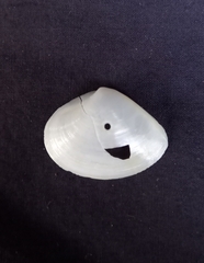 Mactrotoma explanata