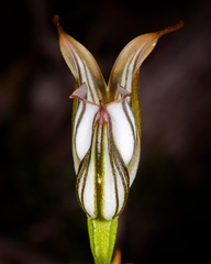 Pterostylis recurva