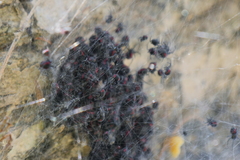 Parawixia bistriata