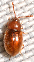 Anchicera