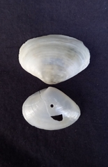 Mactrotoma explanata