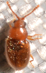 Anchicera