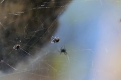 Parawixia bistriata