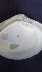 Mactrotoma explanata