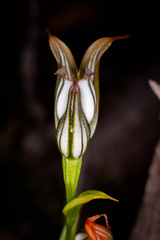 Pterostylis recurva
