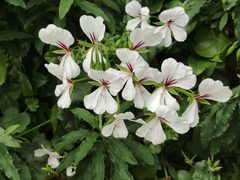 Pelargonium × hybridum