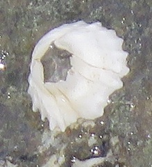 Balanus glandula
