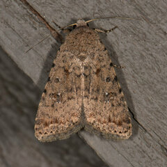 Caradrina clavipalpis