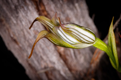 Pterostylis recurva