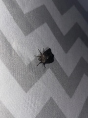 Lacinipolia renigera