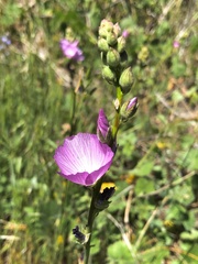 Sidalcea