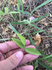 Strophostyles leiosperma