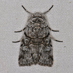 Sympistis chionanthi